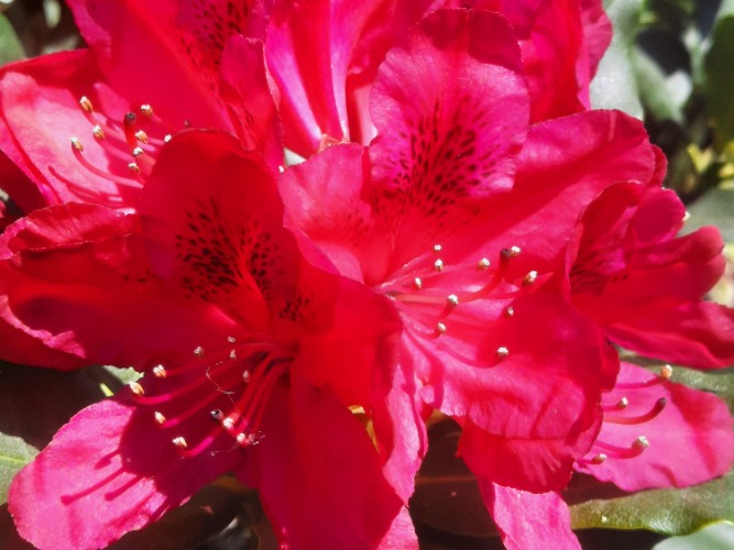 Haag van paarse rhododendrons