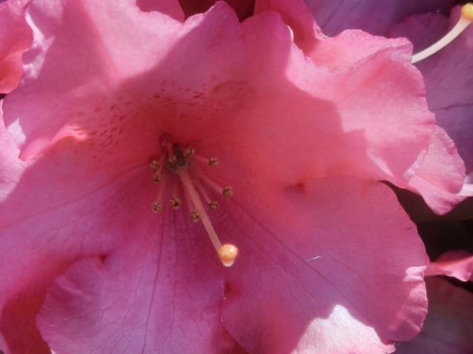 Roseum Elegans Rhododendron haag
